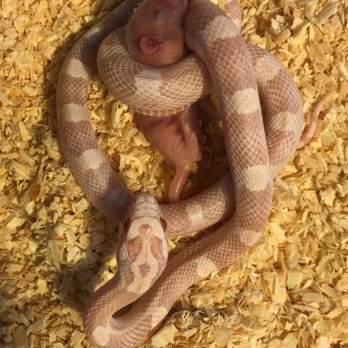 East Bay Vivarium - Reptile Shops Near Me - Berkeley, California East Bay Vivarium - Reptile Shops Near Me - Berkeley, California