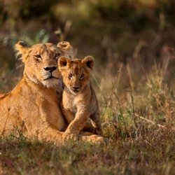 Susan's Travel Services - African Safari!