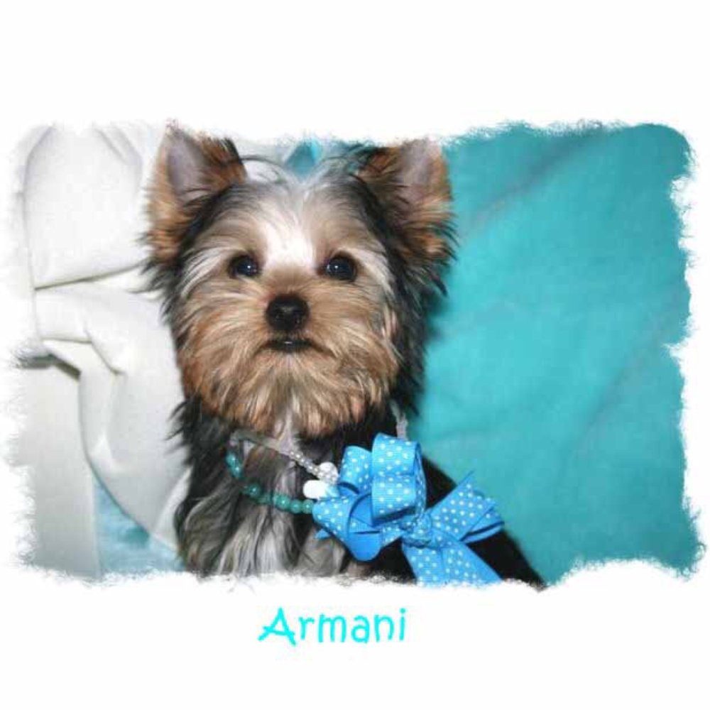 THE BEST 10 Pet Breeders in SOLANO COUNTY, CA - California Cuddles, Heart  Yorkie, East County American Cocker Spaniels - Quality & Affordability -  Updated 2026 - Yelp