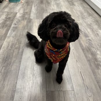 Spoiled Paws Grooming - Black Maltipoo - Pet Groomers Near Me - Long Beach, California Spoiled Paws Grooming - Black Maltipoo - Pet Groomers Near Me - Long Beach, California