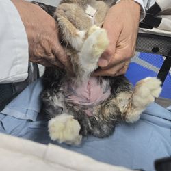 Animal Health Center