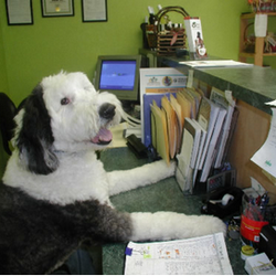 Happy Camper Doggy Daycamp - Welcome to the Best Clearwater Doggie Daycare and Sleep Over.  This is no kennel - our sleepovers are HUGE and FUN!