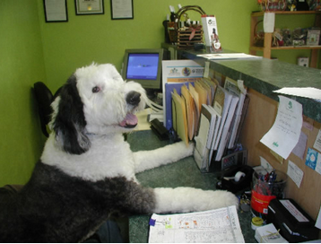 Happy Camper Doggy Daycamp - pet boarding facility in Clearwater, FL