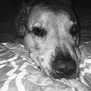 Paws Into Grace - Our Guy, Marley Rutherford... - Pet Hospice Near Me Paws Into Grace - Our Guy, Marley Rutherford... - Pet Hospice Near Me