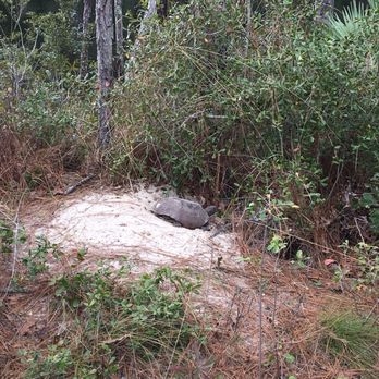 UNF Wildlife Sanctuary - Recreation Centers Near Me - Jacksonville, Florida UNF Wildlife Sanctuary - Recreation Centers Near Me - Jacksonville, Florida