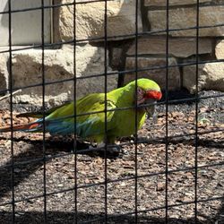 Tracy Aviary