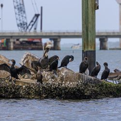 Dolphin Watch Boat Tours - Water birds
