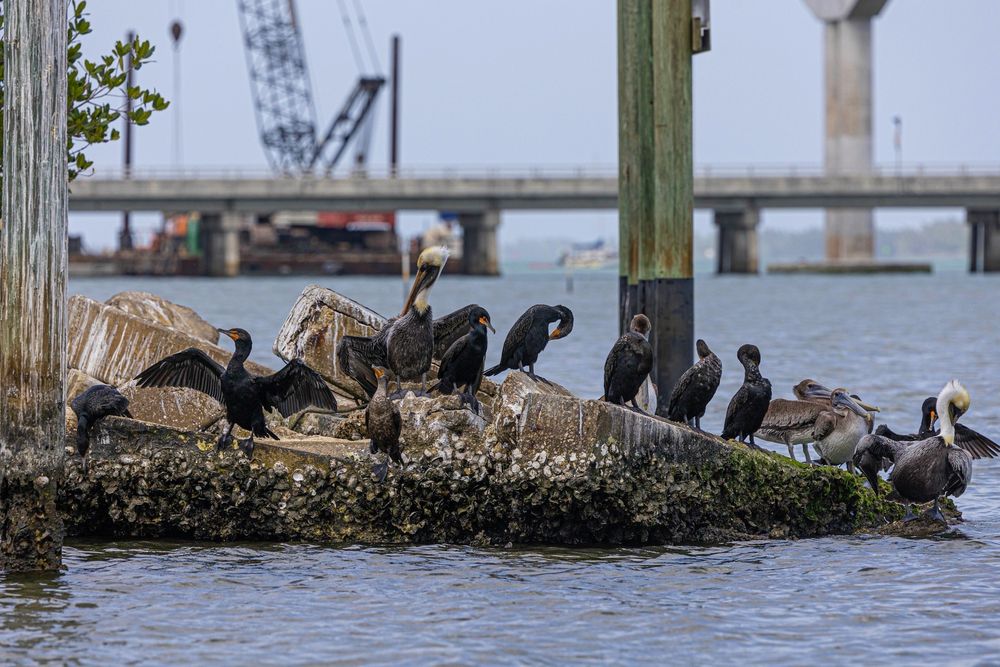 Dolphin Watch Boat Tours