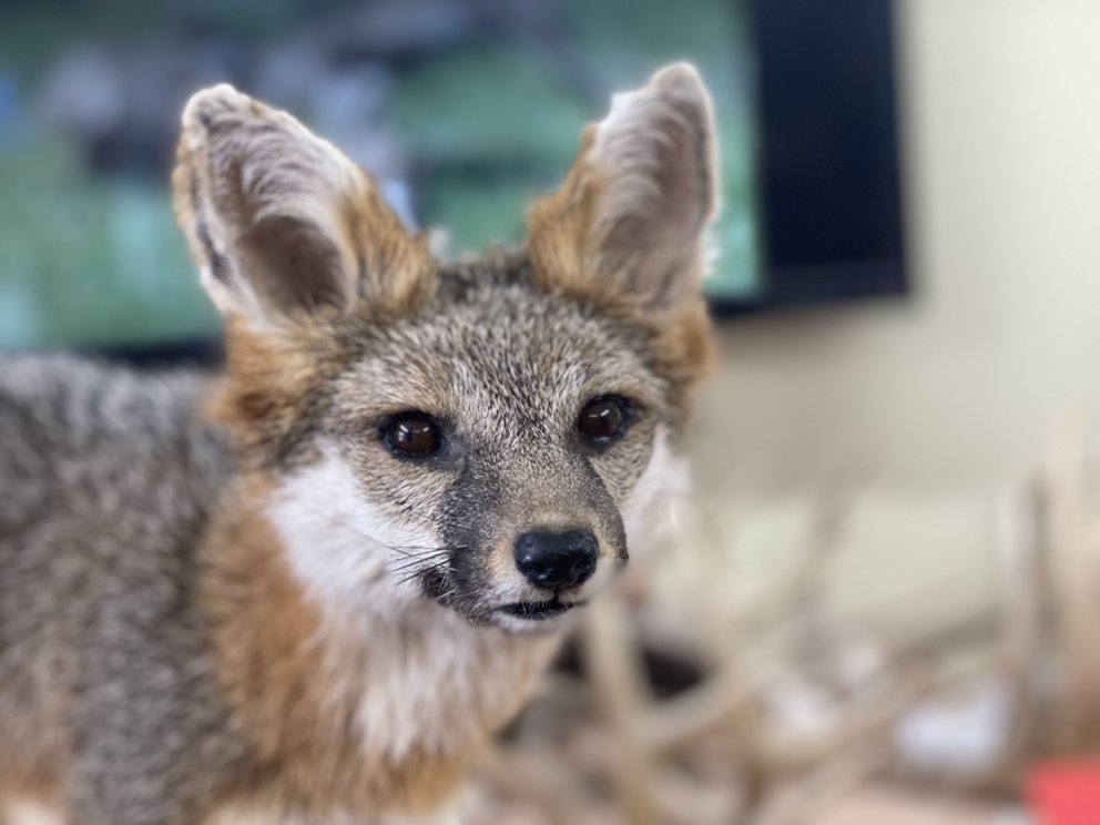 Jordans's Taxidermy and Hydro Dipping - taxidermy in Naples, NY