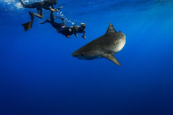 One Ocean Diving by null