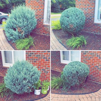 Weisemen Management - Before & After Trimming - Lawn Services Near Me Weisemen Management - Before & After Trimming - Lawn Services Near Me