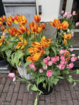 Amsterdam Tulip Museum by null