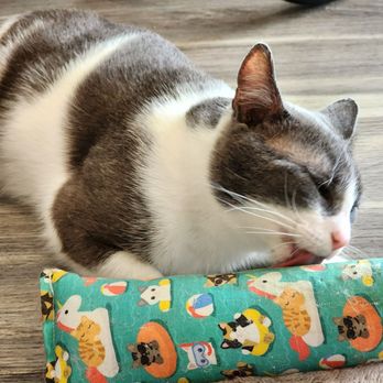 Meow Dyer Cat Cafe - Pet Adoption Near Me - Leonardtown, Maryland Meow Dyer Cat Cafe - Pet Adoption Near Me - Leonardtown, Maryland
