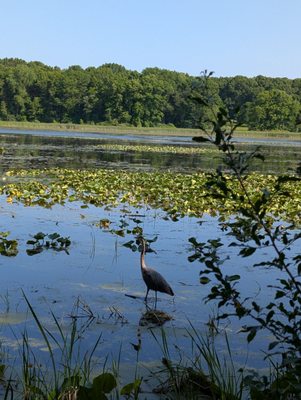Kensington Metropark