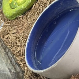 Snake is not looking too healthy. this a completely wrong set up for a green tree python.