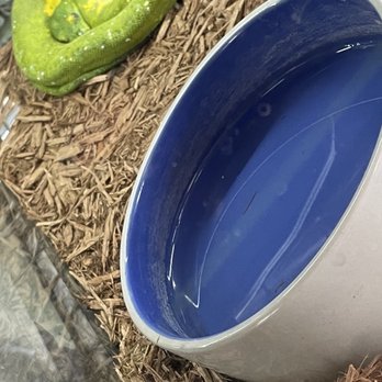 Wild Things - Snake is not looking too healthy. this a completely wrong set up for a green tree python. - Reptile Shops Near Me - Las Vegas, Nevada
