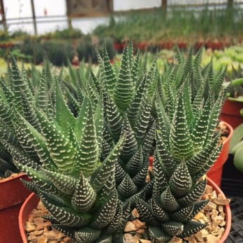 Bach's Cactus Nursery - Nurseries & Gardening Near Me - Tucson, Arizona