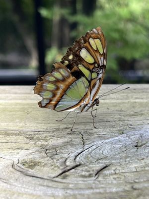 Huntsville Botanical Garden by null