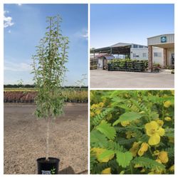 Moana Nursery - Pear tree and partridge pea plant from Moana nursery on south Virginia!
