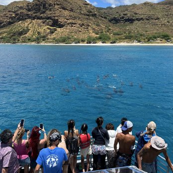 Iruka Hawaii Dolphin - Snorkeling Near Me - Honolulu, Hawaii Iruka Hawaii Dolphin - Snorkeling Near Me - Honolulu, Hawaii