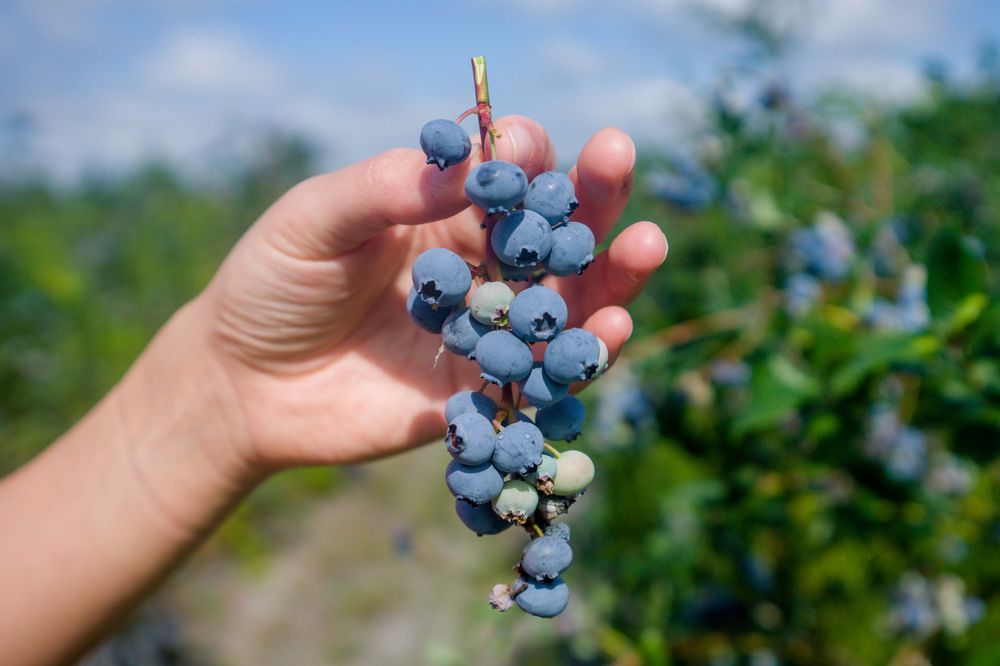 Well's Blueberry Farm Logo