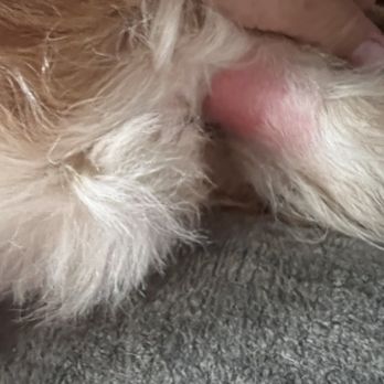 Shear Delight - Pet Groomers Near Me - Warren, Michigan