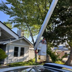 Beyond Tree Care - Professionals with professional tools