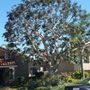Photo of Eduardo and Andres Tree Service