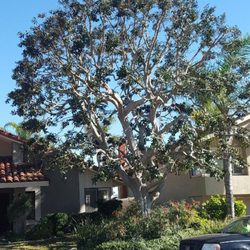 Eduardo and Andres Tree Service - after