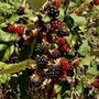 Photo of Fort Bragg Certified Farmers Market
