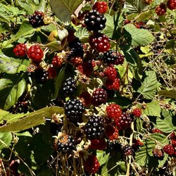 Fort Bragg Certified Farmers Market