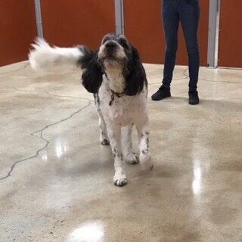 Camp Bow Wow - Pet Training Near Me - Elmhurst, Illinois