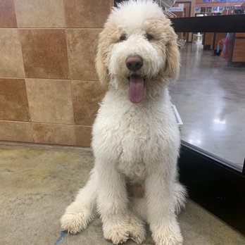 PetSmart - This is what he looked like before they gave him a haircut that I did not ask for!!!!!! - Pet Groomers Near Me - Frisco, Texas