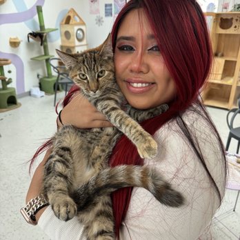 Save the Meow Meows Cat Lounge - Pet Adoption Near Me - Yucca Valley, California