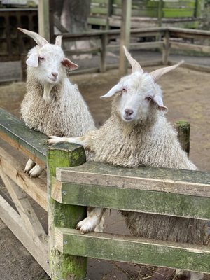 Willowbank Wildlife Reserve by null