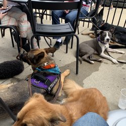 Koda's Dog Training