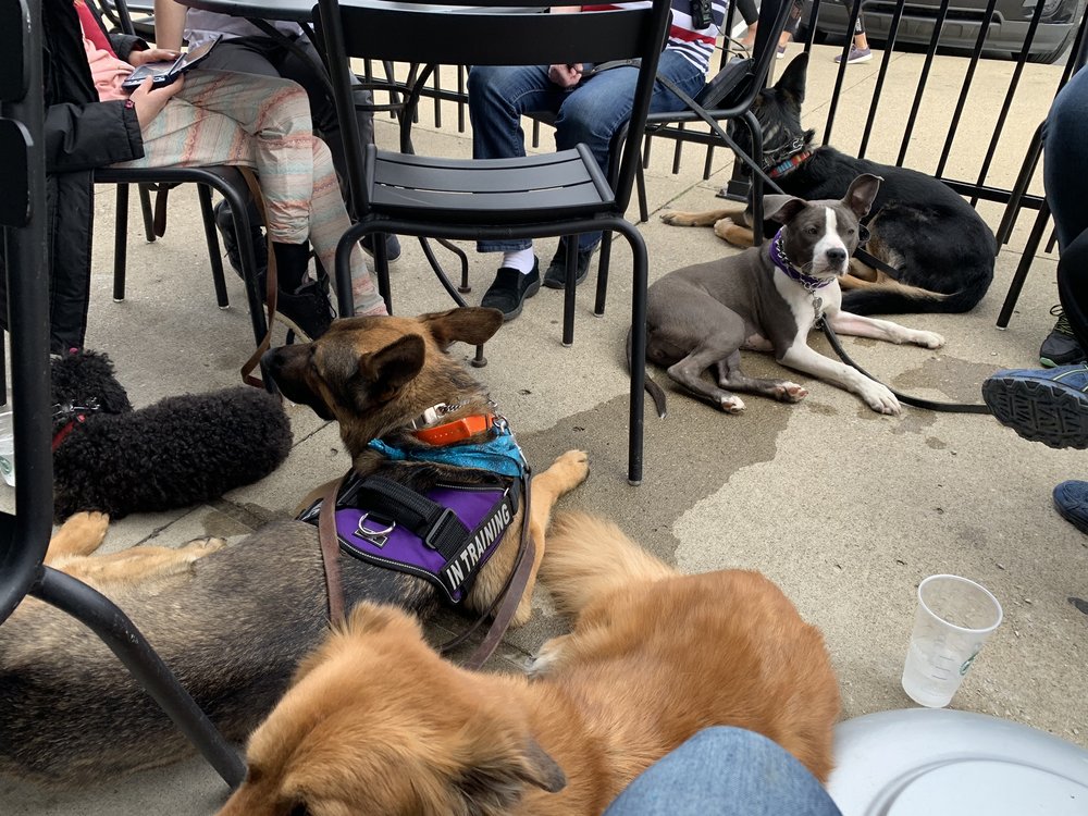 Koda's Dog Training - pet boarding facility in Avon, IN