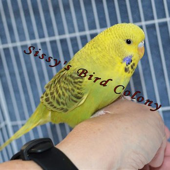 Sissy's Bird Colony - Bird Shops Near Me - Aylett, Virginia Sissy's Bird Colony - Bird Shops Near Me - Aylett, Virginia