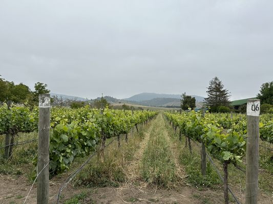 Winery Casas del Bosque by null