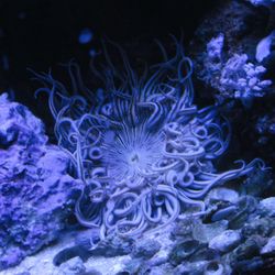 Seascape Aquatics