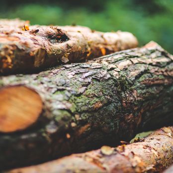 Palm Beach Tree Service - Palm Beach Tree Service - Tree Services Near Me - Boca Raton, Florida Palm Beach Tree Service - Palm Beach Tree Service - Tree Services Near Me - Boca Raton, Florida