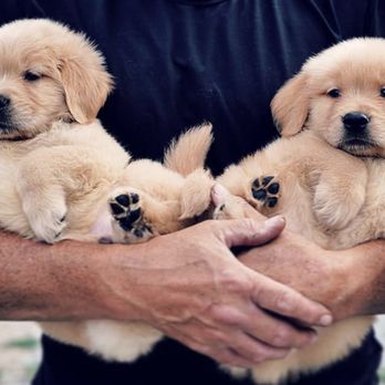 Tsillan Goldens - Pet Breeders Near Me - Chelan, Washington Tsillan Goldens - Pet Breeders Near Me - Chelan, Washington