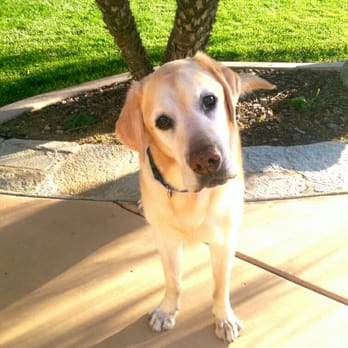 Always & Forever Pet Sitting - This young man has become one of my greatest buddies. He is super sweet, smart and loveable!! - Pet Sitting Near Me Always & Forever Pet Sitting - This young man has become one of my greatest buddies. He is super sweet, smart and loveable!! - Pet Sitting Near Me