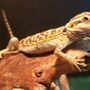 Photo of Eclipse Pets