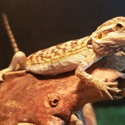 Eclipse Pets - Bearded Dragon