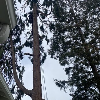Reasonable Tree Services - Tree Services Near Me Reasonable Tree Services - Tree Services Near Me
