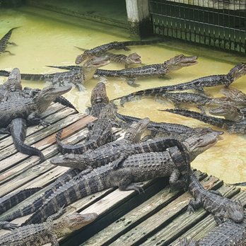 Gatorland - 2-4 year old gators. - Zoos Near Me - Orlando, Florida