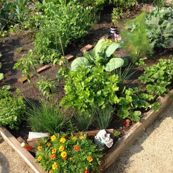 Lincoln Square Community Garden - Progress. July 3rd! - Community Gardens Near Me - Chicago, Illinois Lincoln Square Community Garden - Progress. July 3rd! - Community Gardens Near Me - Chicago, Illinois