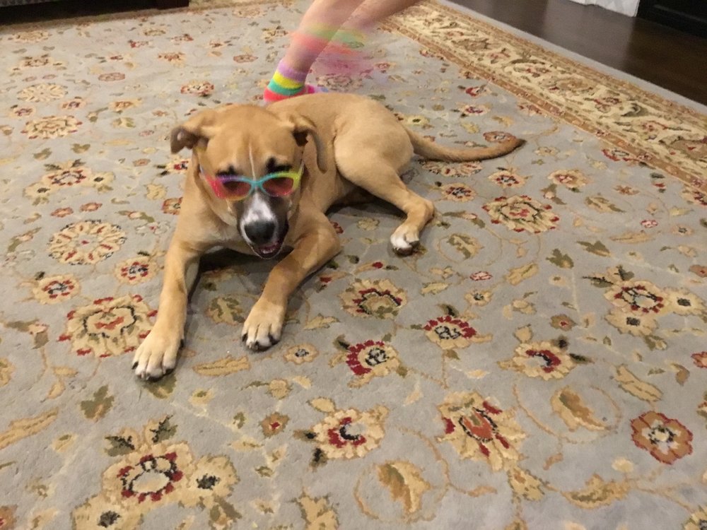 All About Pets Image