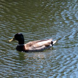 Davis Park - This mallard is enjoying the day.